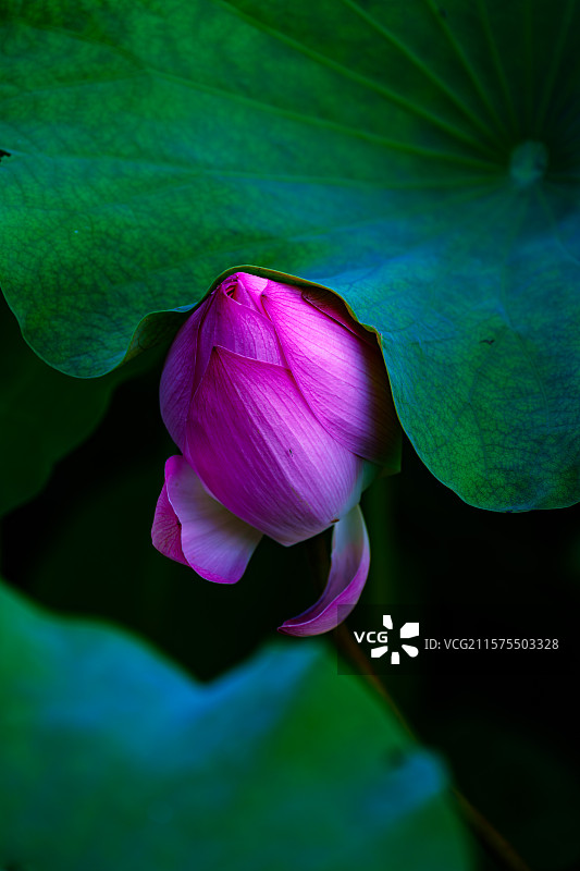 沙湖粉黛启示录③：碧玺承露待解封图片素材