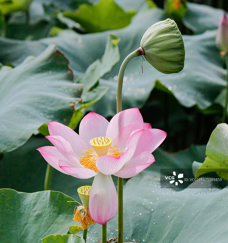 荷花 仅一朵花图片素材
