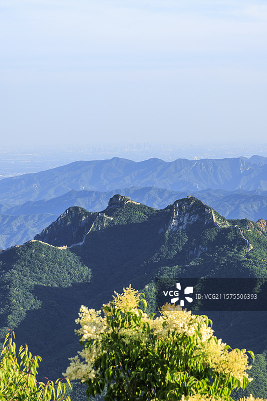 北京延庆夏至暴马丁香盛放香漫长城之巅图片素材