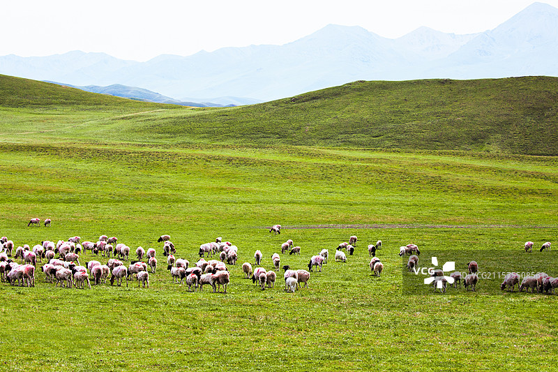 新疆巴音郭楞草原上成群结队吃草的巴音布鲁克黑头羊图片素材