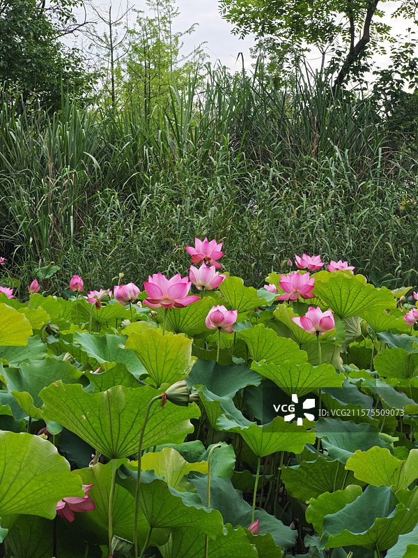 夏日荷塘月色粉荷在绿浪里绽成温柔的云，荷叶如伞诉说着夏日的浪漫，荷香成了自然写就抒情诗共赴美好夏季图片素材