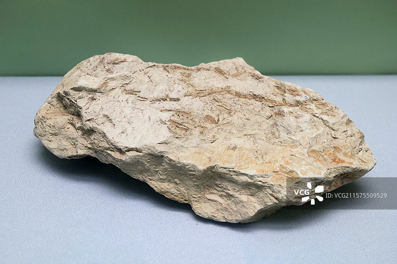 裸蕨属植物 国家自然博物馆植物世界展厅图片素材