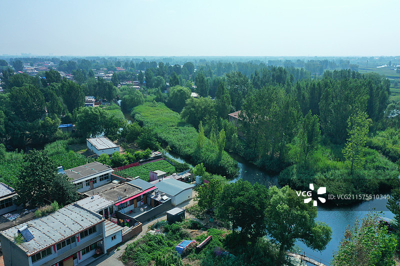 荷苇接天翠色连，烟波浩渺鹭盘旋 轻舟剪浪云边去，笑语飞珠玉镜溅 风送清凉香暗渡，心栖净土醉流年图片素材