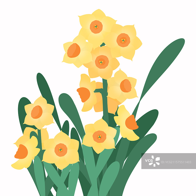 清新手绘黄色水仙花插画图片素材