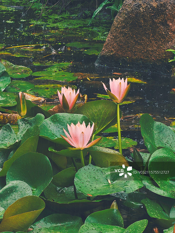 风轻晃，涟漪揉碎倒影，连时光都慢下来，听这一塘静谧，把夏日的诗意，晕染成画 。图片素材