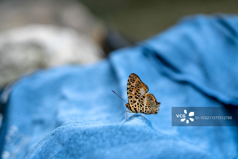 停靠在衣服上的蝴蝶图片素材
