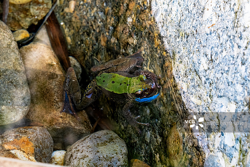 藏匿在水面的青蛙图片素材