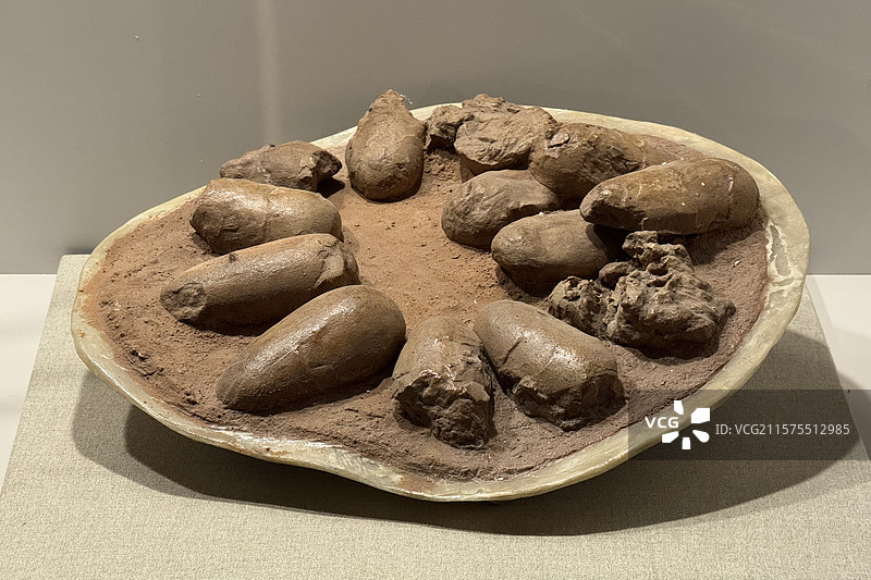 上海自然博物馆--中国恐龙大展--原角龙蛋窝（晚白垩世）图片素材