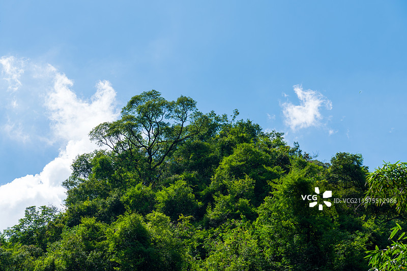 森林里的树图片素材