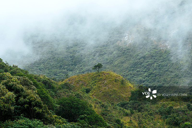 一棵树图片素材