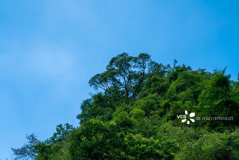 森林里的树图片素材