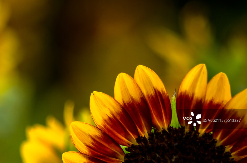 佛山市佛山新城滨河景观公园的油画向日葵图片素材