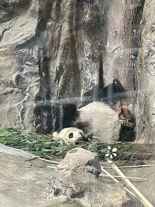 北京动物园熊猫馆图片素材