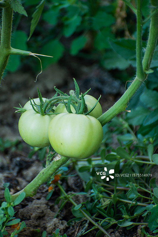 菜园、番茄、西红柿、蔬菜、种植、农业、丰收图片素材