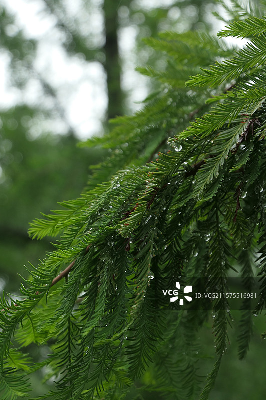 雨季湿松树特写图片素材