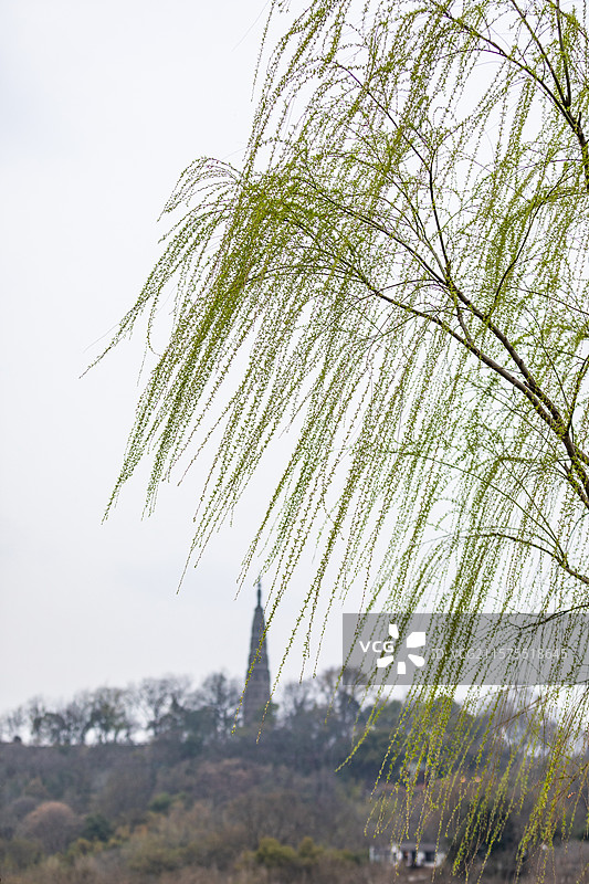 西湖白堤柳丝图片素材