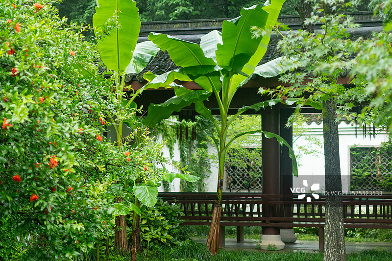 杭州夏天雨中万松书院门廊阶梯石榴花芭蕉图片素材