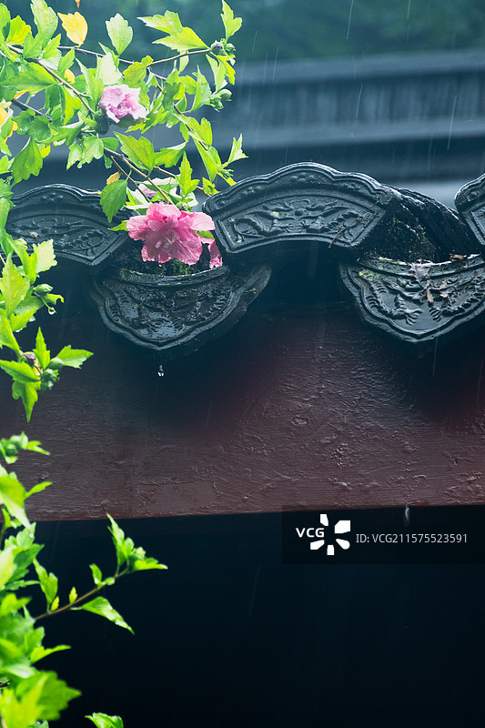 杭州万松书院夏天雨中粉色木槿花盛放图片素材