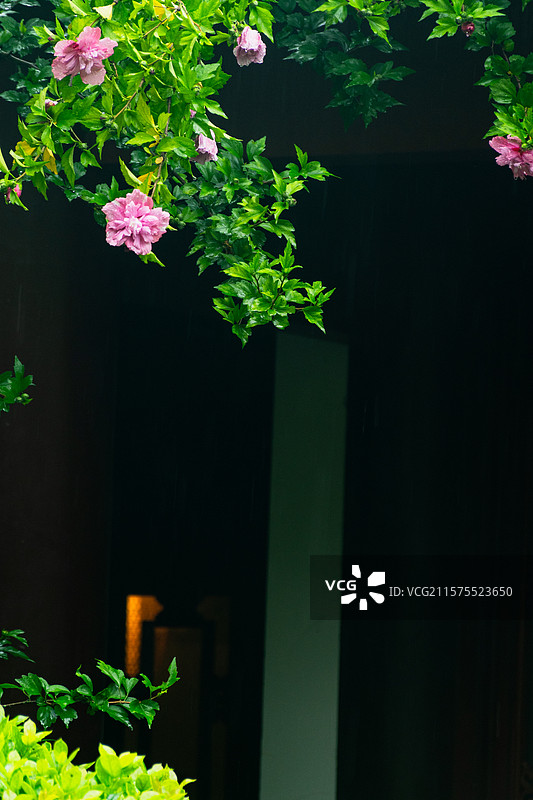 杭州万松书院夏天雨中粉色木槿花盛放图片素材