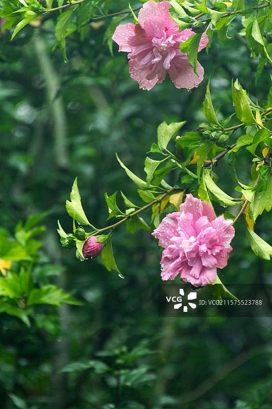 杭州万松书院夏天雨中粉色木槿花盛放图片素材
