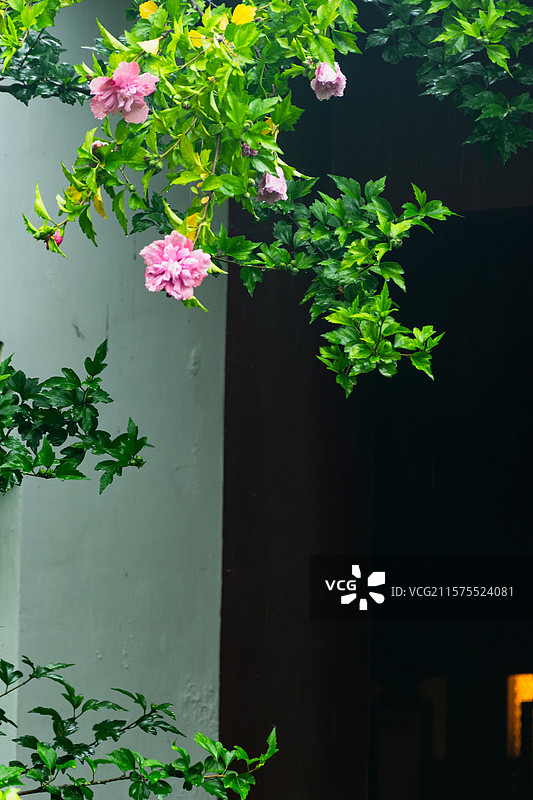 杭州万松书院夏天雨中粉色木槿花盛放图片素材