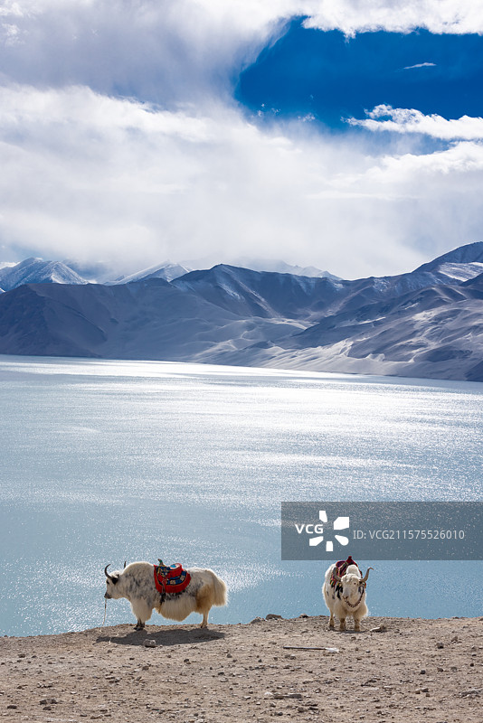 晴天南疆白沙湖边的白色牦牛图片素材