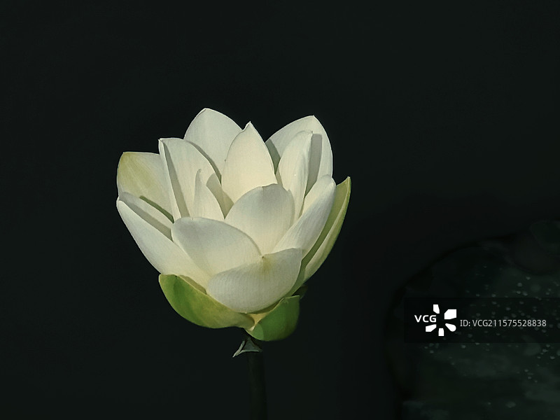 小白荷图片素材