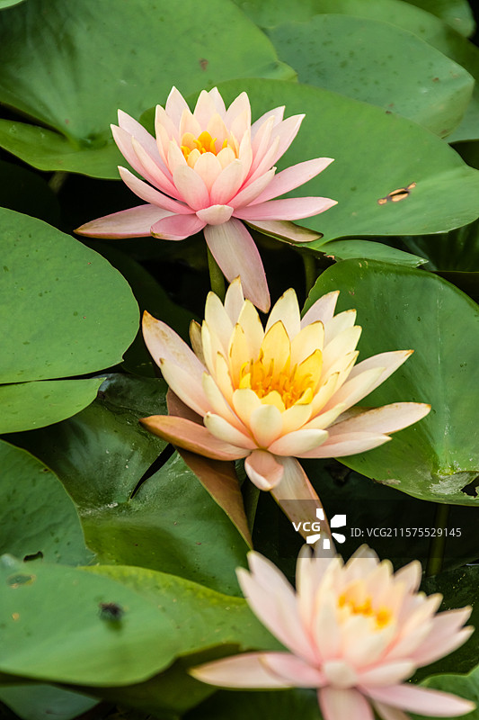 无人,花,户外,池塘,叶子,自然,植物,白昼,水,荷花,自然美,生长,绿色,睡莲,花瓣,双色睡莲,花图片素材