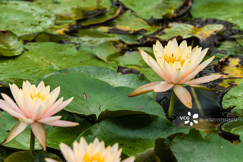 无人,花,户外,池塘,叶子,自然,植物,白昼,水,荷花,自然美,生长,绿色,睡莲,花瓣,双色睡莲,花图片素材