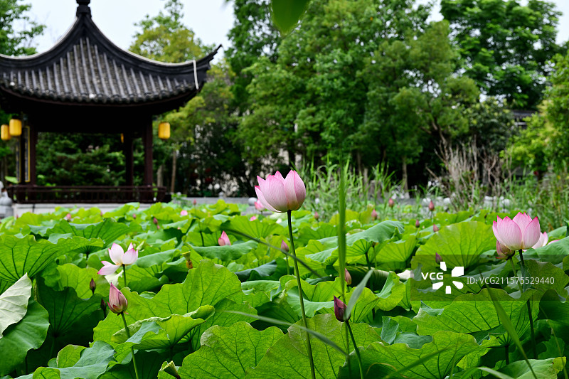 荷花和观景亭，荻港古镇，浙江湖州图片素材