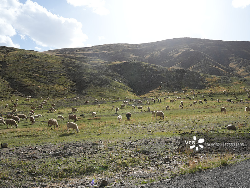 羊卓雍措边惬意吃草的羊群图片素材