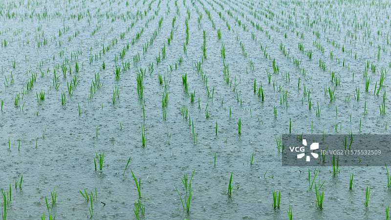 雨中的稻田稻苗，稻田秧苗生长图片素材
