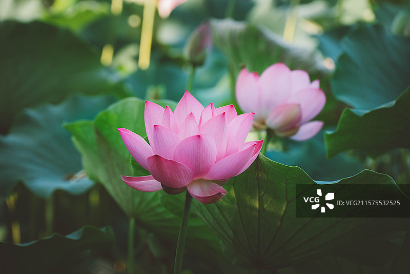 天津南翠屏公园的荷花图片素材