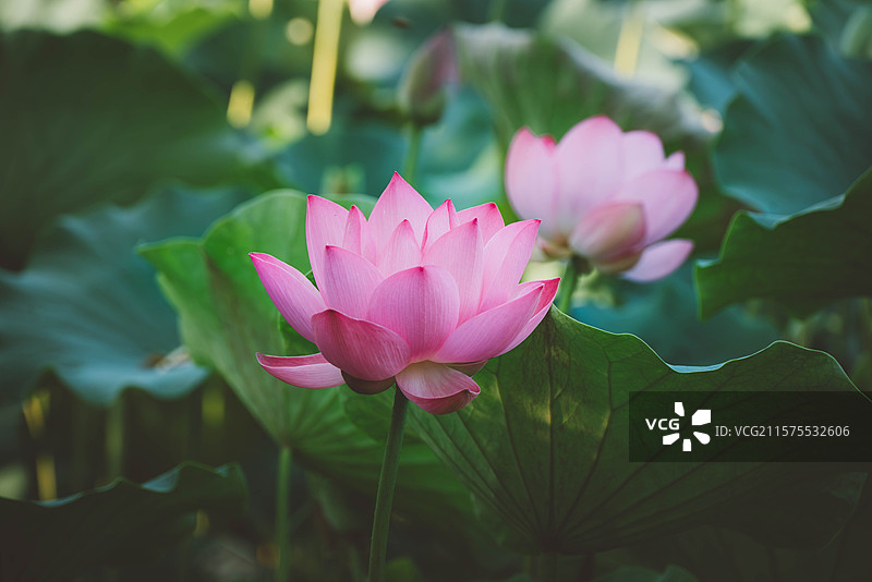 天津南翠屏公园的荷花图片素材