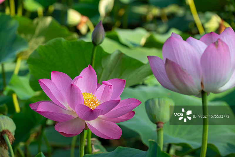 天津南翠屏公园的荷花图片素材