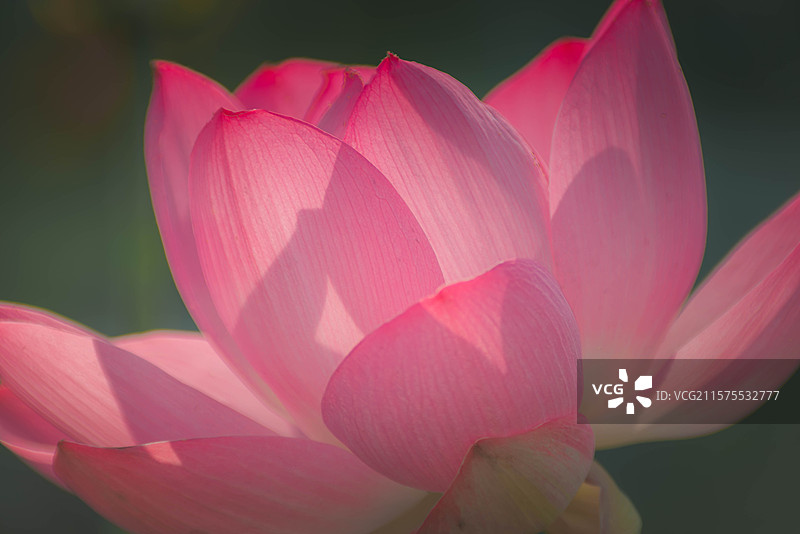 天津南翠屏公园的荷花图片素材