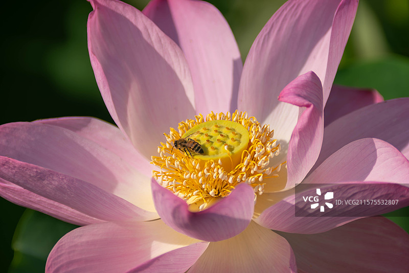 天津南翠屏公园的荷花图片素材