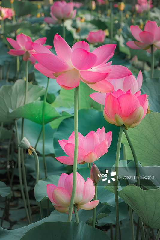 天津南翠屏公园的荷花图片素材