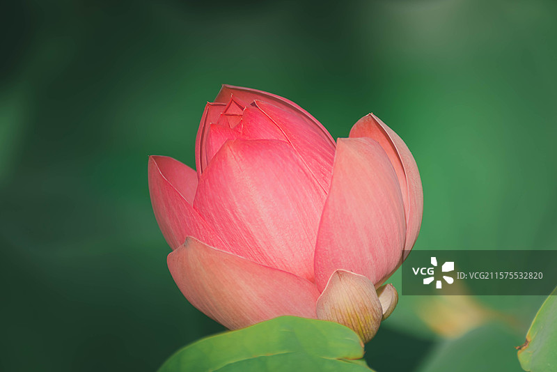 天津南翠屏公园的荷花图片素材