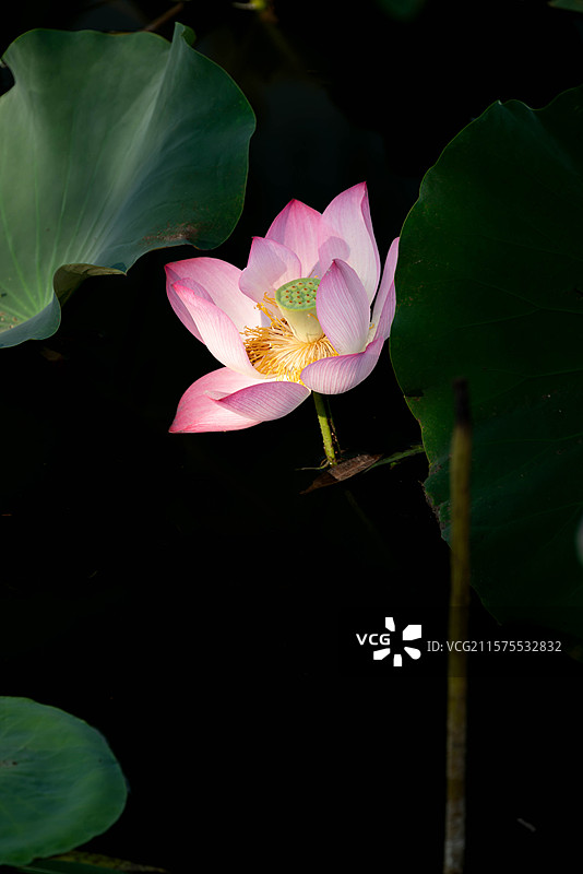 天津南翠屏公园的荷花图片素材