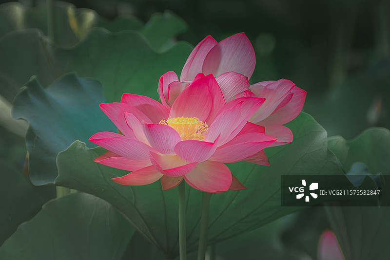 天津南翠屏公园的荷花图片素材