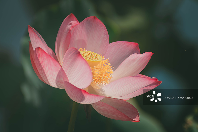 天津南翠屏公园的荷花图片素材