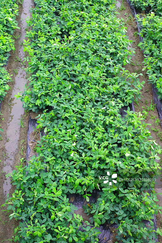 花生地花生园花生种植图片素材