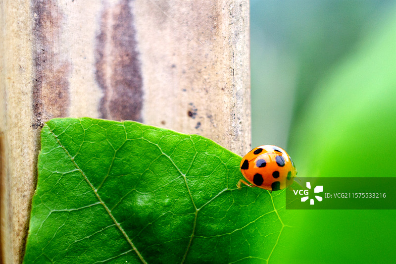 绿色百香果叶片上的七星瓢虫图片素材