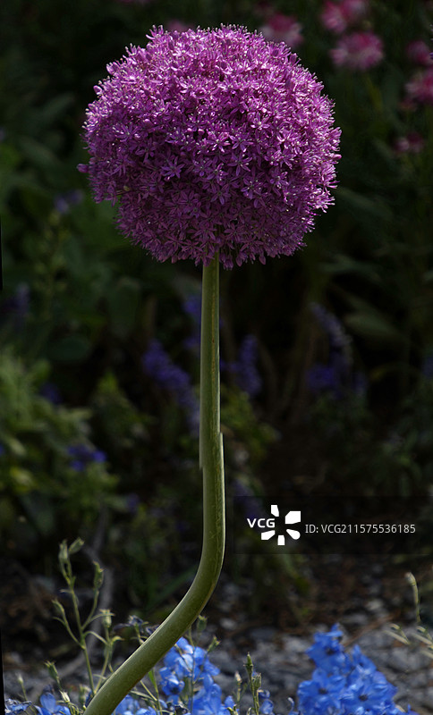 春天里，迎春花率先绽放金黄，樱花粉白如云，桃花灼灼似霞，郁金香五彩斑斓，百花争艳，处处生机盎然。图片素材