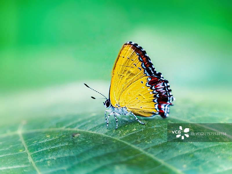花中精灵：娇艳花朵上，蝴蝶轻落，触须微颤，似与花低语，构成一幅灵动画面。图片素材