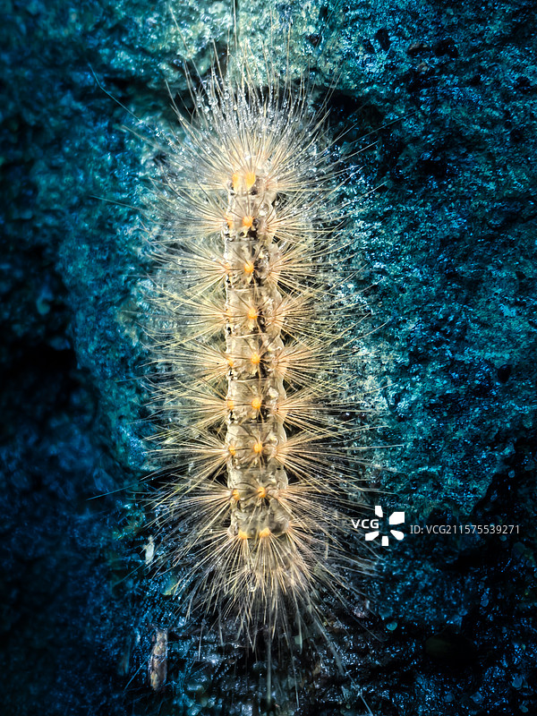 蓝岩秘境中的绒刺幽灵图片素材