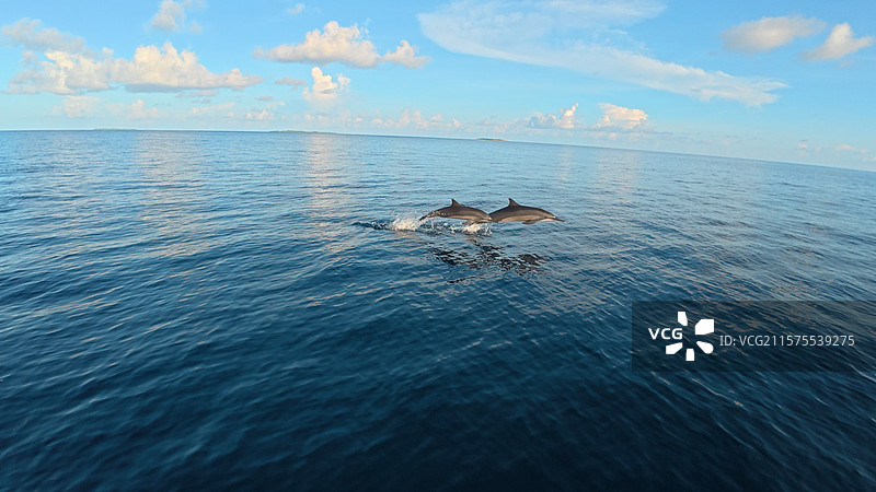 海豚跃出水面图片素材