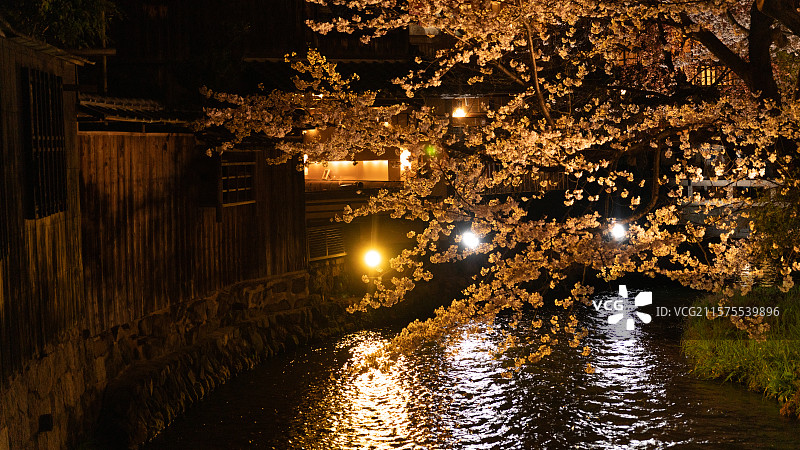 日本京都花见小路夜晚的樱花图片素材