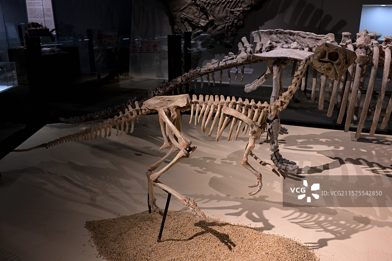 嗜角龙窃蛋龙，内蒙古，晚白垩世，恐龙化石标本，恐龙模型，龙吟九州·中国恐龙大展，上海自然博物馆图片素材